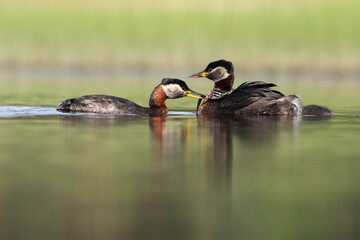 Perkoz rdzawoszyi (Podiceps grisegena), red-necked grebe  © Bartosz Rakoczy