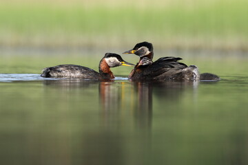 Perkoz rdzawoszyi (Podiceps grisegena), red-necked grebe  © Bartosz Rakoczy