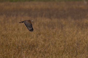 Red-shouldered hawk, Buteo lineatus extimus in Florida.