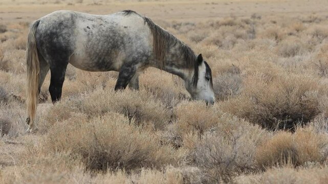 A blue roan mustang mare grazing in the northern Nevada high desert just outside the Pyramid Lake Reservation in Washoe County.
