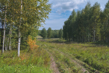 Summer meadow landscape with green grass and wild flowers on the background of a forest.