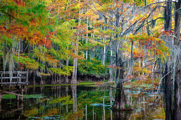 autumn trees in the park