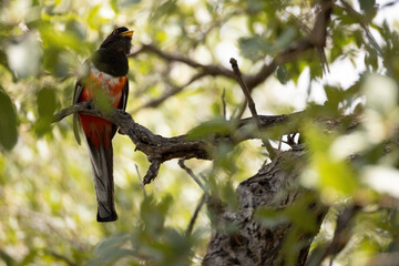 Elegant trogon, Trogon elegans, in Arizona. 