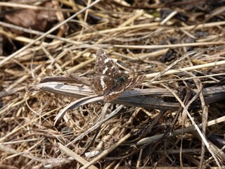 A butterfly with intricate patterns sits on dried grass, blending seamlessly into its surroundings. Natural sunlight highlights its delicate wings against the earthy backdrop.