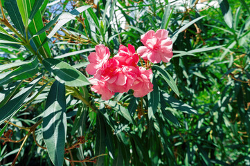 Vivid Scarlet Flowers Framed by Lush Green Leaves