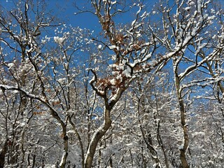 tree in the snow