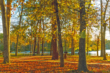 autumn in the forest