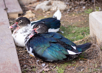 pigeon on the ground
