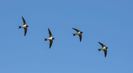Fototapeta premium Four swallows in flight against clear blue sky