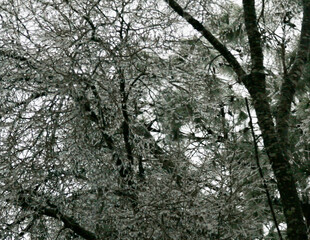 icicle on Tree Branches