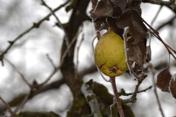 a pear on a tree branch in winter