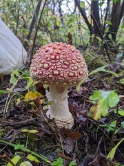 Amanita muscaria mushroom in a bright autumn forest