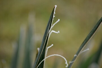 leaves and frost on them