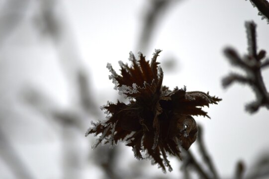 hazelnut in winter on frost