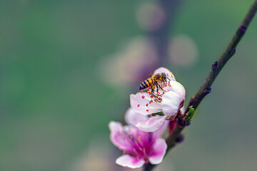 bee on flower