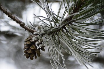pine needles and frost on them