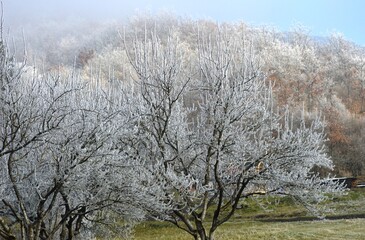 trees covered with snow and frost