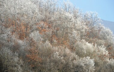trees covered with snow and frost