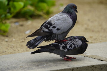 
Two mating street pigeons (Columbidae). Fortaleza Ceará, Brazil.
