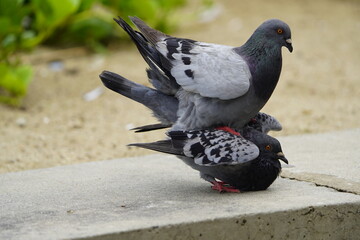Obraz premium Two mating street pigeons (Columbidae). Fortaleza Ceará, Brazil.