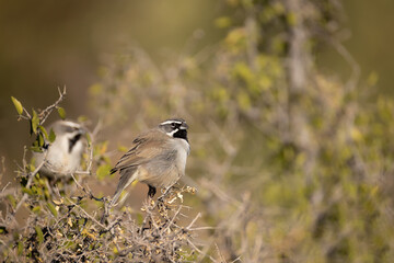 Black-throated sparrow, Amphispiza bilineata, in Arizona.
