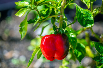 bell pepper and green leaves