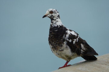 
Street pigeon, with only one foot (Columbidae). Fortaleza Ceará, Brazil.