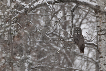 Great grey owl, Strix nebulosa, In Minnesota.