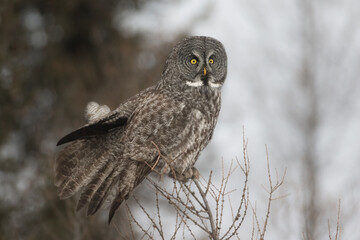 Great grey owl, Strix nebulosa, in Minnesota.