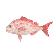 Snapper (Lutjanus campechanus) – Detailed watercolor fish illustration, transparent background.