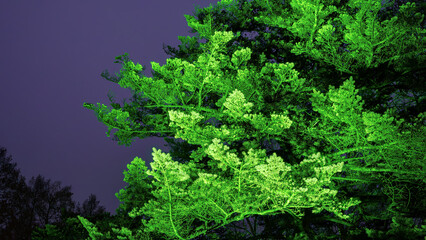 Fototapeta premium Christmas Garden - light creations at the Island of Mainau, lake Constance