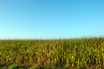 Panoramic view of Corn field plantation with blue sky background.