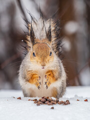 Obraz premium The squirrel in winter sits on white snow.