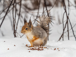 The squirrel in winter sits on white snow.