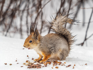 The squirrel in winter sits on white snow.