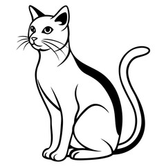 black and white cat