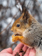Squirrel eats nuts from a man's hand. Caring for animals in winter or autumn.