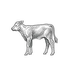Calf. Hand drawn engraving style illustrations.