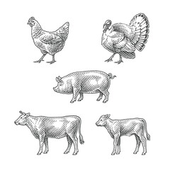 Turkey, chicken, pig, bull, cow and calf. Farm domestic animals. Hand drawn engraving style illustrations. Etched vector illustration.	
