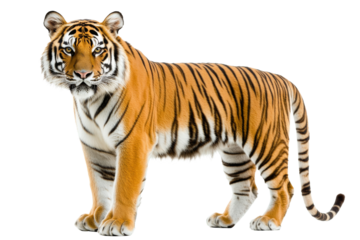 Full body view of strong adult tiger walking confidently in nature isolated on transparent background