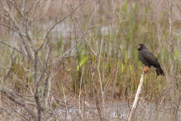 Snail kite male, Rostrhamus sociabilis in Florida.