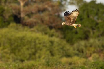 Snail kite, female, Rostrhamus sociabilis in Florida.