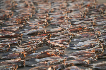 Drying fish in Negombo, Sri Lanka, Asia. The hot sun of Sri Lanka is perfect to dry fish.	