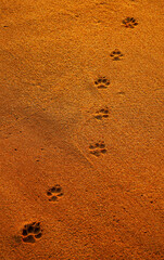 Dog footprints in sand. Multiple dog paw prints in sand on a beach 