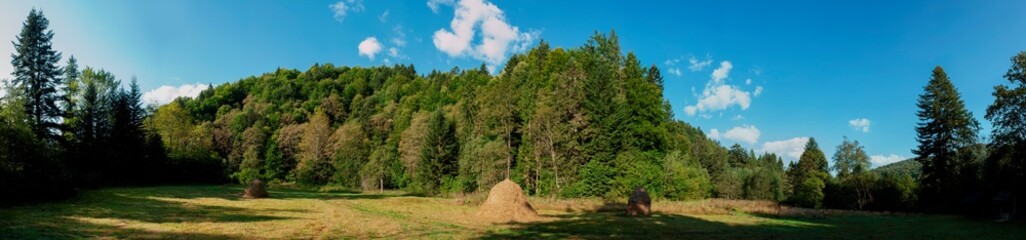 Panorama of a forest on a sunny day. Large green meadow surrounded by forest. Forest clearing. The...