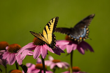 Eastern black swallowtail and Easter tiger swallowtail, side by side in Minnesota.
