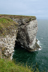 colonie d'oiseaux de mer, guillemot, petit pingouin, fulmar, mouette tridactyle, Réserve...