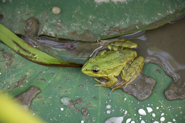 A small frog sits on a lotus leaf