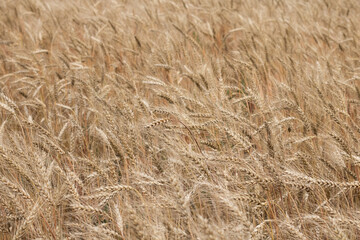 Ears of wheat, field fragment, background