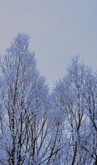 snow and frost covered trees